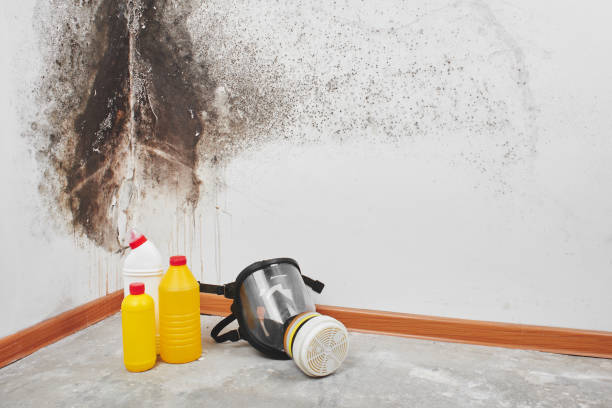 Best Local Mold Removal Service  in West Hills, NY