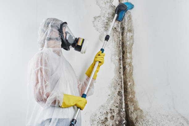 Best Local Mold Removal Service  in West Hills, NY