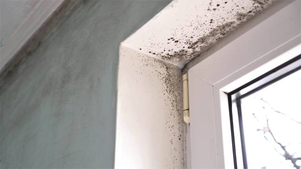 Best Commercial Mold Removal  in West Hills, NY