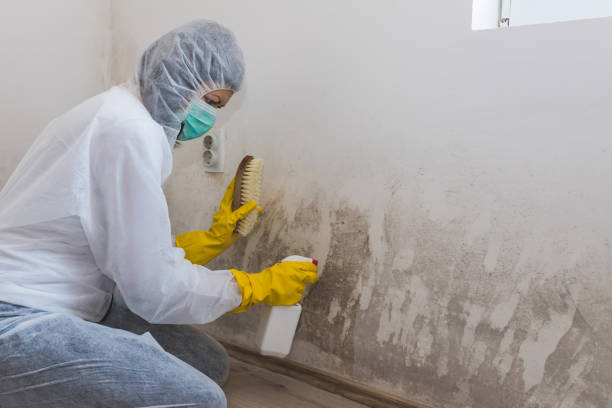 Best Residential Mold Removal  in West Hills, NY