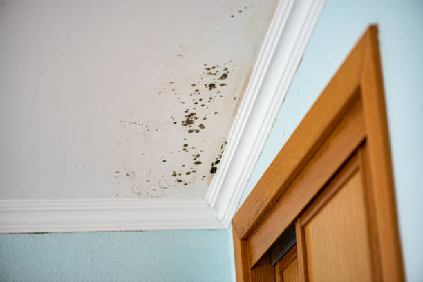 Best Attic Mold Removal  in West Hills, NY