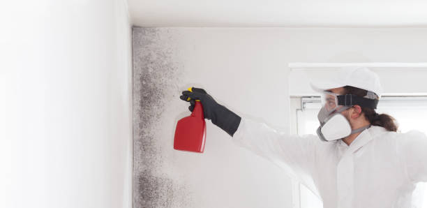 Best Mold Damage Repair  in West Hills, NY