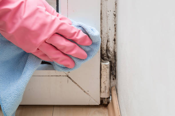 Best Crawl Space Mold Removal  in West Hills, NY