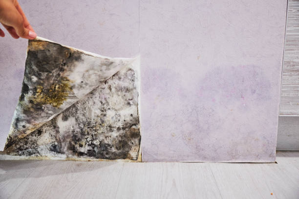Best Home Mold Removal  in West Hills, NY